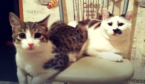 Домашние любимцы Челябинска ждут признаний в нежных чувствах